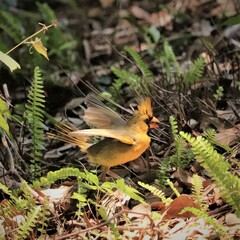 Rare One in a Million Yellow Cardinal