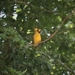 Rare One in a Million Yellow Cardinal