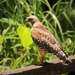Red-shouldered Hawk Observing his Kingdom