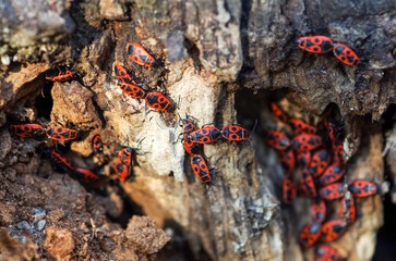 Soldier beetles are sitting on a tree stump. Many red beetles photographed close-up on a wooden stump in spring