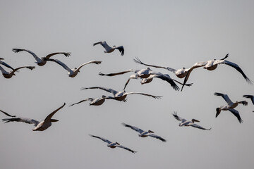 A pelican swims in a lake, during the autumn migration season, passing through the skies of the State of Israel in the Syrian-African rift, heading south to Africa