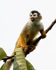 Squirrel Monkey
