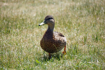 Brown mallard duck walking on grass