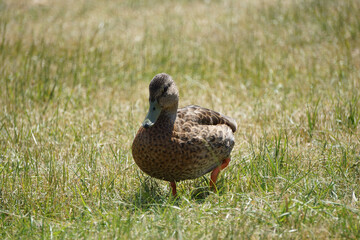 Brown mallard duck walking on grass