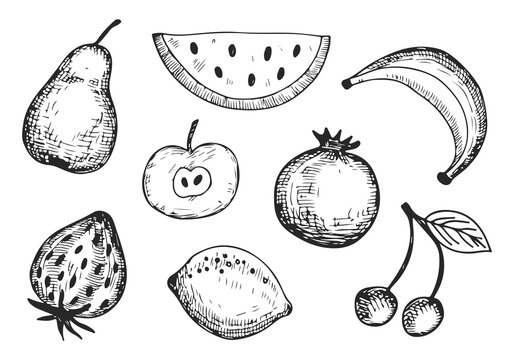 fruits set sketchy silhouettes vector