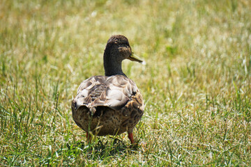Brown mallard duck walking on grass