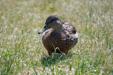 Fototapeta premium Brown mallard duck walking on grass