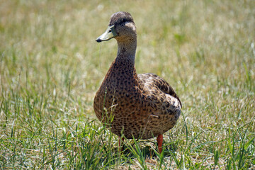 Brown mallard duck walking on grass