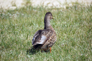 Brown mallard duck walking on grass