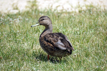 Naklejka na ściany i meble Brown mallard duck walking on grass