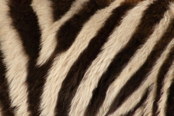 Fototapeta na wymiar zebra skin texture