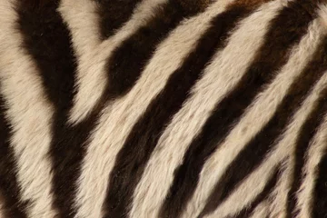 Fotobehang zebra skin texture © Happiness Art