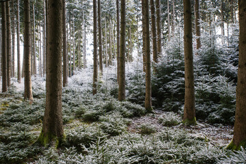 Gefrorene schneebedeckte Bäume im Gegenlicht der Sonne und Nebel in friedlicher...