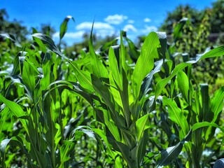 field of corn