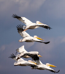 A pelican swims in a lake, during the autumn migration season, passing through the skies of the State of Israel in the Syrian-African rift, heading south to Africa