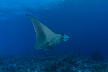 Manta Rays swim at the Tubbataha Reefs Philippines Amazing animal
