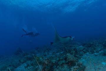 Obraz premium Manta Rays swim at the Tubbataha Reefs Philippines Amazing animal 