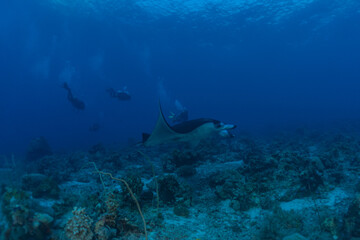 Manta Rays swim at the Tubbataha Reefs Philippines Amazing animal
