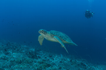 Hawksbill sea turtle at the Tubbataha Reefs Philippines
