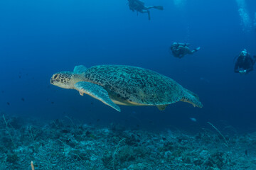 Hawksbill sea turtle at the Tubbataha Reefs Philippines