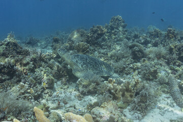 Fototapeta na wymiar Hawksbill sea turtle at the Tubbataha Reefs Philippines