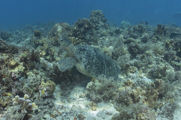 Naklejka na ściany i meble Hawksbill sea turtle at the Tubbataha Reefs Philippines