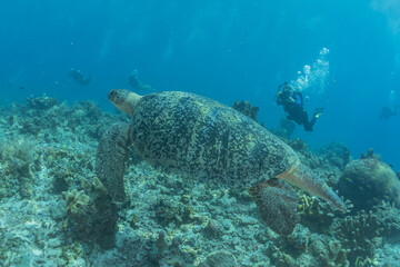 Obraz na płótnie Canvas Hawksbill sea turtle at the Tubbataha Reefs Philippines