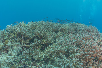 Naklejka na ściany i meble Coral reef and water plants at the Tubbataha Reefs, Philippines 