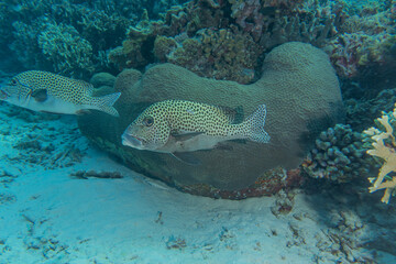 Fish swim at the Tubbataha Reefs Natural Park Philippines
