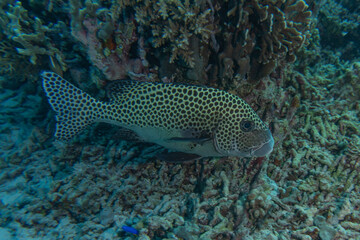 Fish swim at the Tubbataha Reefs Natural Park Philippines
