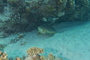 Hawksbill sea turtle at the Tubbataha Reefs Philippines