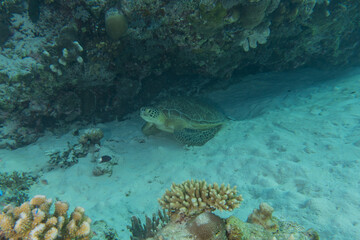 Hawksbill sea turtle at the Tubbataha Reefs Philippines