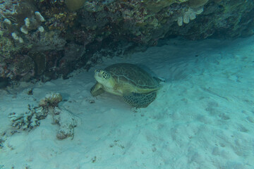Hawksbill sea turtle at the Tubbataha Reefs Philippines