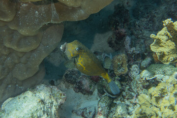 Obraz premium Fish swim at the Tubbataha Reefs Natural Park Philippines 