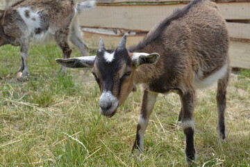 Naklejka na ściany i meble baby goat on a farm