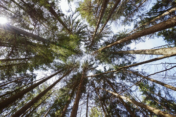 Summer Forest landscape in worm's-eye view with green trees in a circle window with blue sky as background on sunny day