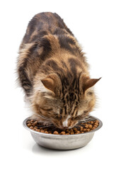 Cute maine coon cat eating