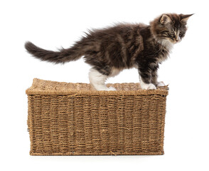 Cute maine coon cat playing on a wicker box