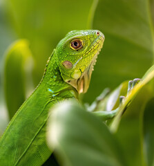 Green Lizard
