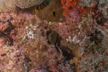 Coral reef and water plants at the Tubbataha Reefs, Philippines
