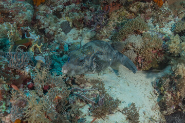 Fish swim at the Tubbataha Reefs Natural Park Philippines
