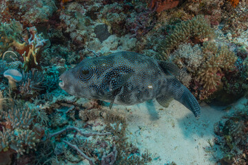 Naklejka na ściany i meble Fish swim at the Tubbataha Reefs Natural Park Philippines 