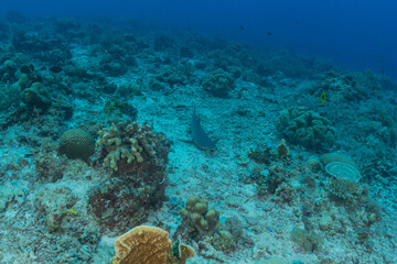 Fototapeta premium shark swimming at the tubbataha reef national park Philippines