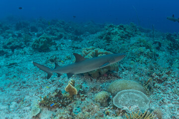 Fototapeta na wymiar shark swimming at the tubbataha reef national park Philippines