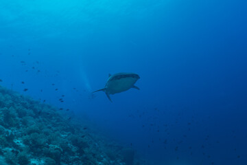 Obraz premium Whale shark at the tubbataha reef national park Philippines