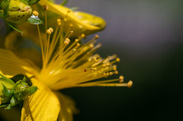 FLOWER,TREE,PLANTS,ANIMALS, LANDSCAPE