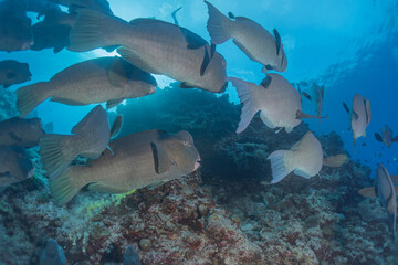 Fototapeta na wymiar Fish swim at the Tubbataha Reefs Natural Park Philippines 