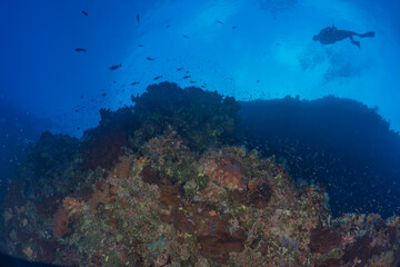 Fototapeta premium Coral reef and water plants at the Tubbataha Reefs, Philippines 