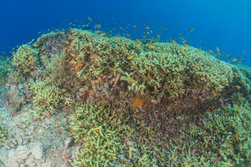 Coral reef and water plants at the Tubbataha Reefs, Philippines
