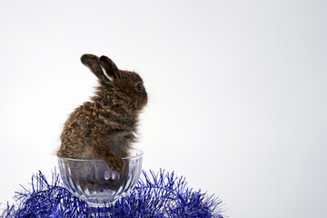 A New Year's hare in a glass bowl surrounded by tinsel on a white background. Copy space.